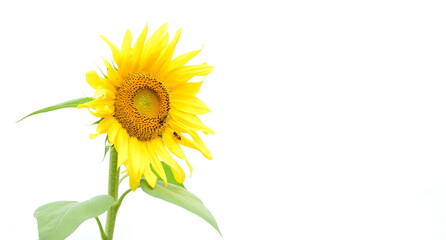 	
Sonnenblume vor weißen Hintergrund - isoliert und freigestellt	
