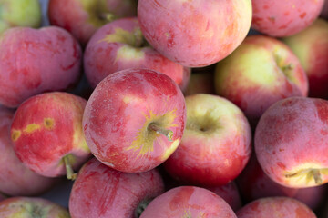 Apple autumn harvest background. Fresh red ripe apples close up