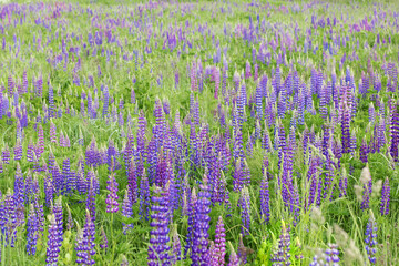 field of purple and blue lupins