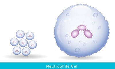 Neutrophil of the innate immune system of human defense mechanism  - obrazy, fototapety, plakaty