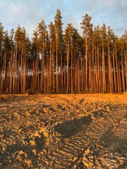 Fototapety na wymiar - Fototapeta24.pl