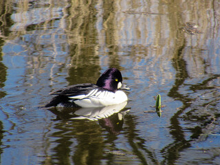 A male goldeneye swimming on a pond.