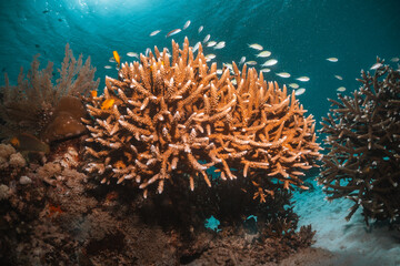 Fototapeta na wymiar Tropical reef fish swimming around colorful coral reef underwater in clear blue ocean