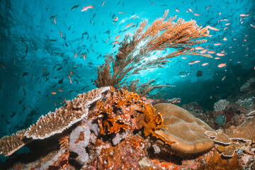 Fototapeta na wymiar Tropical reef fish swimming around colorful coral reef underwater in clear blue ocean