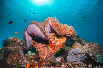 Naklejka na ściany i meble Anemone fish swimming among colorful coral reef