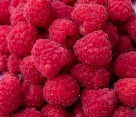 Fresh raspberries closeup photo.Raspberry fruit background