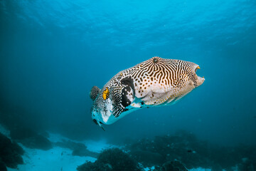 Pufferfish swimming among colorful coral reef