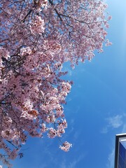 Pink cherry flowers against bright blue sky.