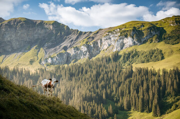 Simmentaler Fleckvieh on a summer morning in Kiental, Berner Oberland