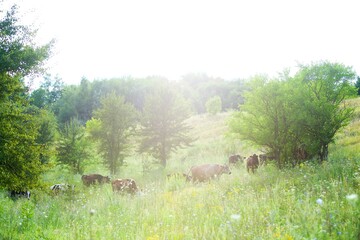 Cows on a beautiful green meadow 
