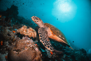 Turtle swimming underwater among colorful coral reef