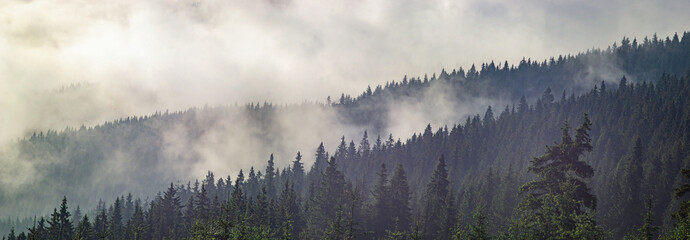 Fog over the forest in the Carpathian mountains
