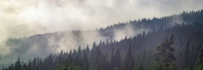 Papier Peint photo Lavable Forêt dans le brouillard Fog over the forest in the Carpathian mountains
