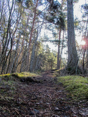Path in a forest shot from low angle.