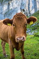 Fototapeta na wymiar portrait of a young brown cow in Kiental