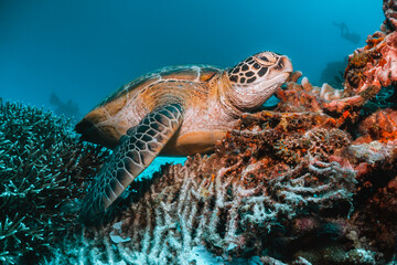 Obraz na płótnie Canvas Turtle swimming underwater among colorful coral reef