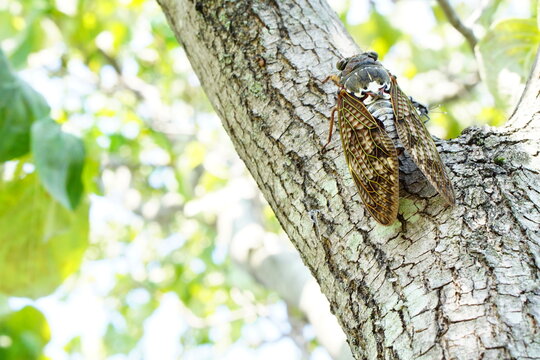 木に止まるセミ