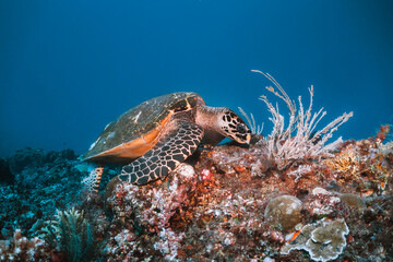 Naklejka premium Turtle swimming underwater among colorful coral reef