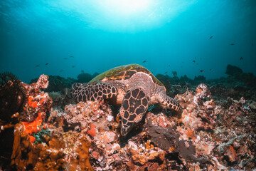 Fototapeta na wymiar Turtle swimming underwater among colorful coral reef