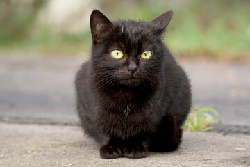  A black kitten with a surprised look sits on the ground.