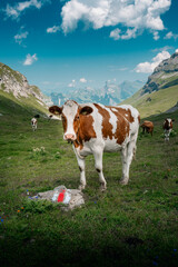 a swiss Simmental cow in Soustal, Berner Oberland