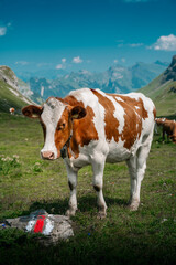 Fototapeta na wymiar a swiss Simmental cow in Soustal, Berner Oberland