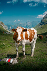 Fototapeta na wymiar a swiss Simmental cow in Soustal, Berner Oberland