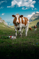 Fototapeta na wymiar a curious swiss cows in Soustal, Berner Oberland