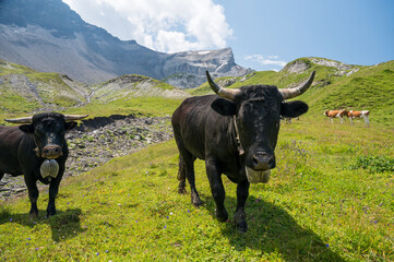 black Eringer or Herens cows with horns in Soustal, Berner Oberland