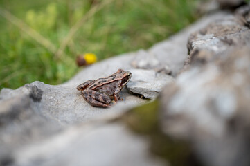 frog in Soustal, Berner Oberland