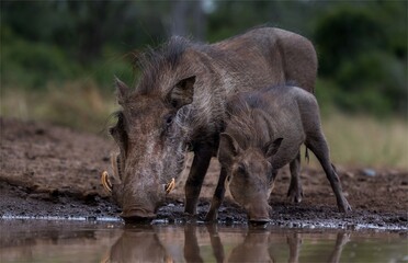 Warthog and baby warthog drinking water
