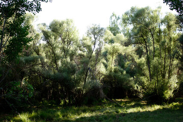 Willow tree. Nature background texture.