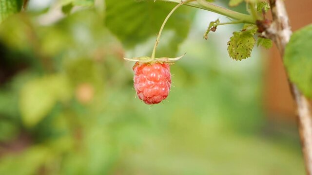 Red ripe juicy raspberries in the garden, a large sweet raspberry berry in sunny summer day. Raspberry harvest. Tasty berry on the branch swaying in the wind. Close-up
