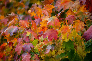 ColourfulaAutumn or fall leaves on tree