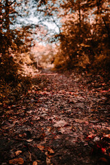 autumn path