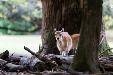 A young deer I met in Nara Park, Japan.