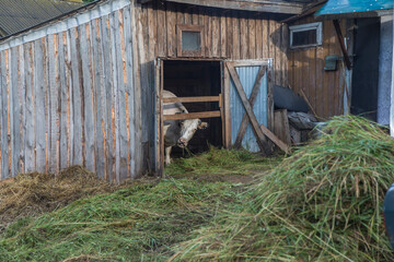 A cow eats hay and looks out of the barn.