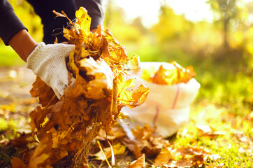 Male hand collects and piles fallen autumn leaves  into a big sack. Cleaning service concept....