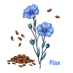 Hand drawn colorful flax  flowers and seeds. Vector illustration in retro style isolated on white background.