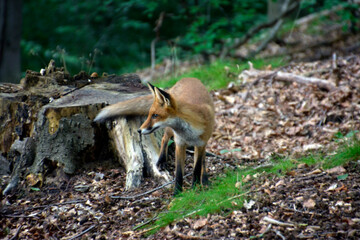 Fox © jholy