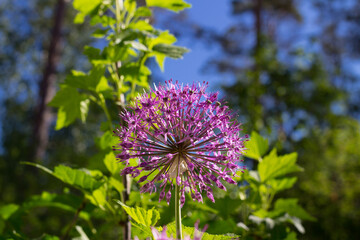 One flower of decorative onion (Allium) in the form of a ball on the background of green and blue sky.