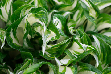 Wet leaves of white-green hosts close-up...