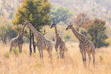 A herd of giraffe cows staring curiously at their surroundings in the bushveld.