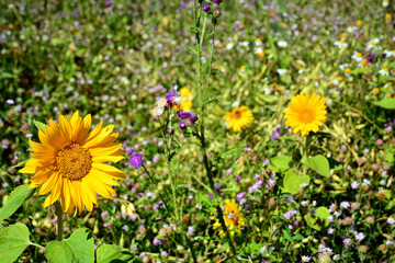 Fototapeta premium Wildbienenblütenwiese