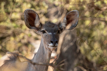 Closeup of a kudu cow staring from behind thick bush.
