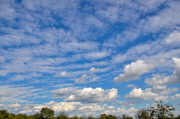 Beautiful blue sky with clouds over green trees. 