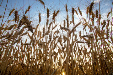 Growing wheat against the background of the cloudy sky. Agronomy and agriculture. Food industry.