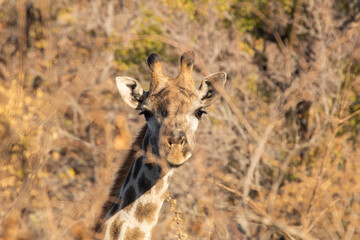 Obraz na płótnie Canvas A lone female giraffe staring curiously at the camera from behind cover.