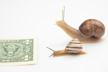 speed to achieve financial well-being. snails run to the finish line with money. breakthrough and perseverance in the business. business relationship competition metaphor.