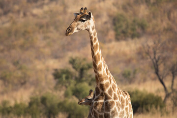 A wary giraffe cow, standing with her young calf in the bushveld.